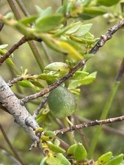 Persoonia oxycoccoides