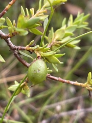 Persoonia oxycoccoides