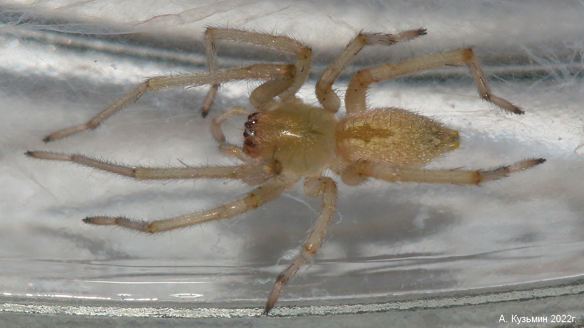Паук Cheiracanthium mildei