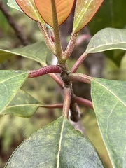 Quintinia sieberi