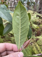Quintinia sieberi