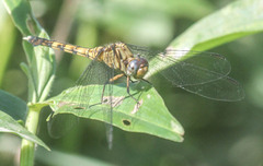 Orthetrum hintzi