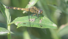 Orthetrum hintzi
