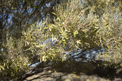 Acacia aneura