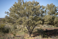Acacia aneura