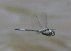 Zygonyx natalensis