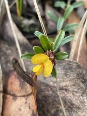 Pultenaea microphylla
