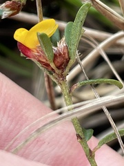 Pultenaea microphylla