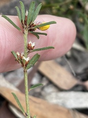 Pultenaea microphylla