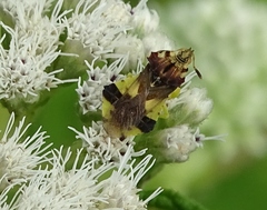 Phymata americana americana