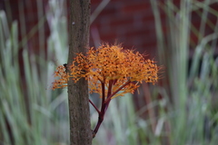 Saraca thaipingensis