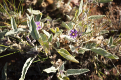 Solanum sturtianum