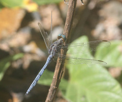 Orthetrum julia