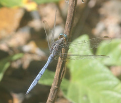 Orthetrum julia