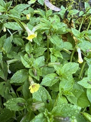Erythranthe nepalensis