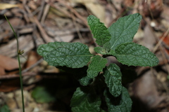 Teucrium argutum