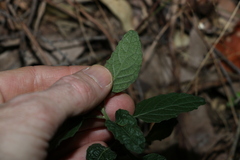 Teucrium argutum