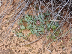 Trachymene cyanopetala