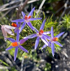 Calectasia cyanea