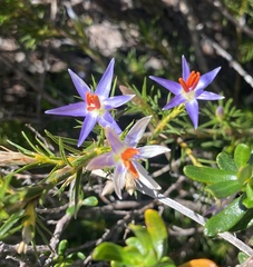 Calectasia cyanea