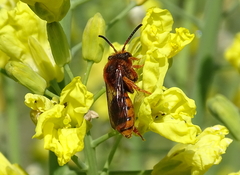Nomada agrestis