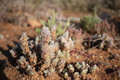 Dissocarpus paradoxus