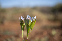 Erodium crinitum