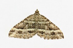 Chrysolarentia subrectaria