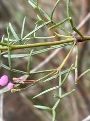 Boronia thujona
