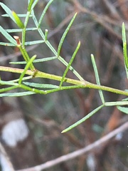 Boronia thujona