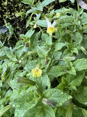 Erythranthe nepalensis