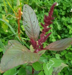 Amaranthus hypochondriacus