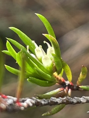 Darwinia diminuta