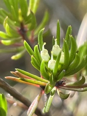 Darwinia diminuta
