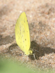 Eurema desjardinsii
