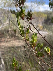 Darwinia diminuta
