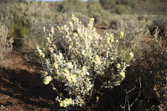 Maireana pyramidata