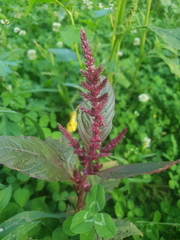 Amaranthus hypochondriacus