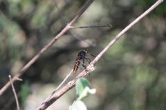 Archilestris magnificus