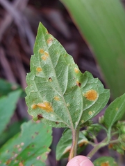 Baeodromus eupatorii