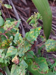 Baeodromus eupatorii