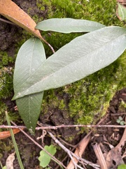 Parsonsia brownii