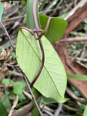 Parsonsia brownii