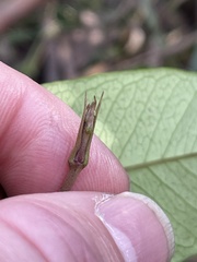 Parsonsia brownii