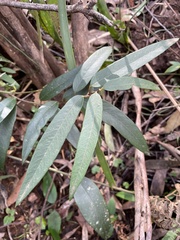 Parsonsia brownii
