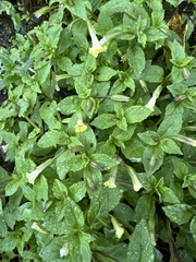 Erythranthe nepalensis