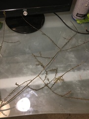 Prumnopitys taxifolia