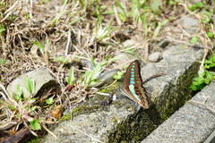 Graphium sarpedon connectens