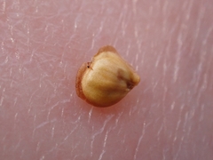 Semudobia tarda