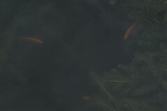 Amphilophus labiatus